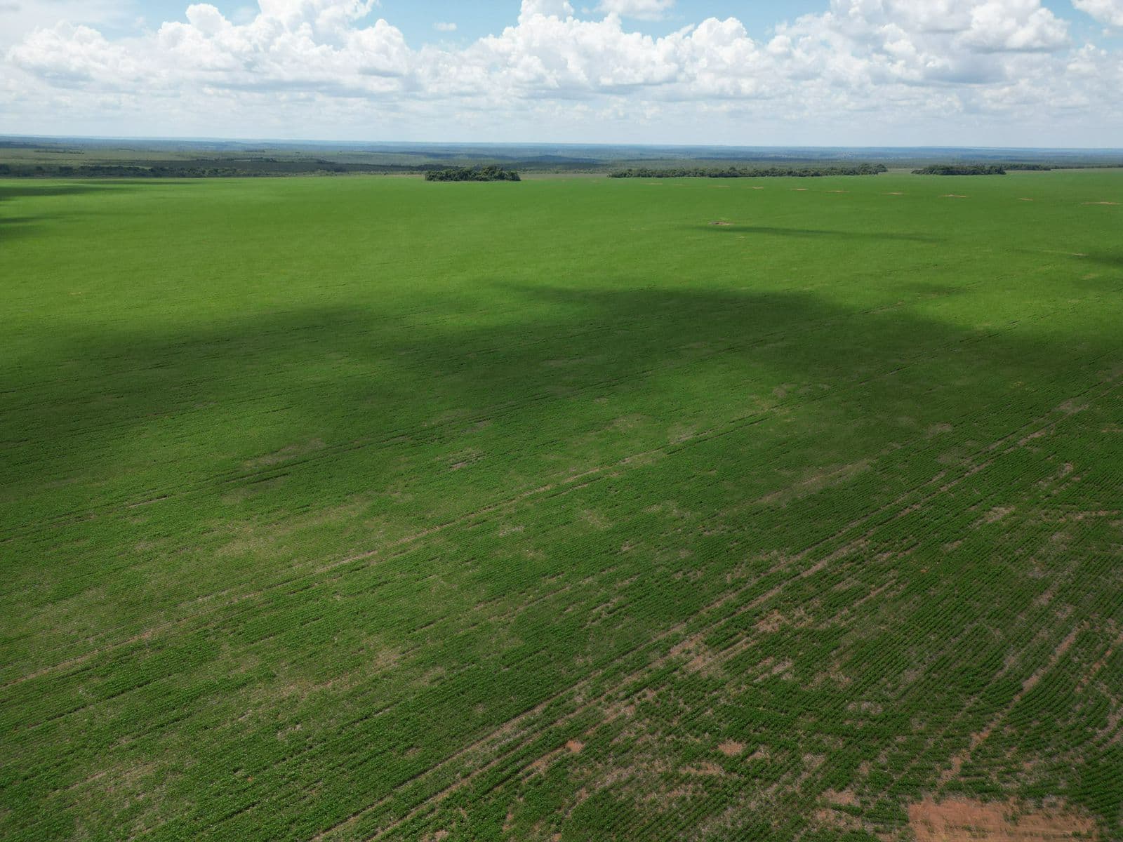 Fazenda Rincão Alegre - ARRENDAMENTO
