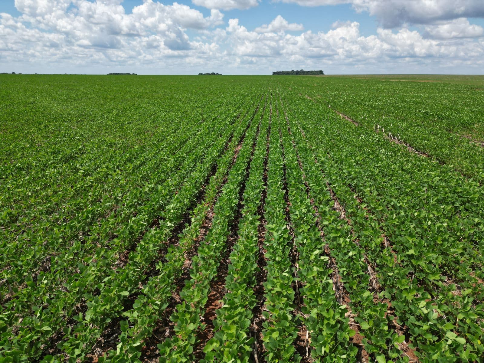 Fazenda Rincão Alegre - ARRENDAMENTO
